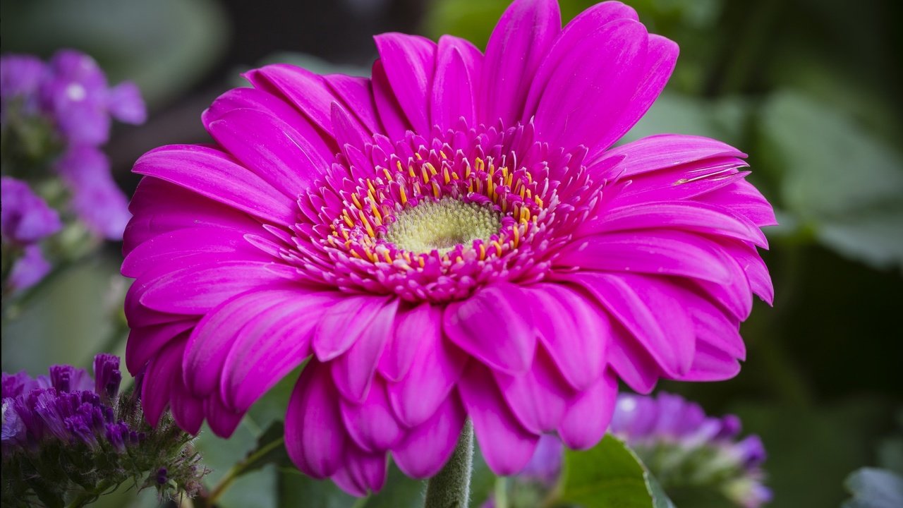 Обои макро, цветок, лепестки, гербера, macro, flower, petals, gerbera разрешение 2021x1305 Загрузить