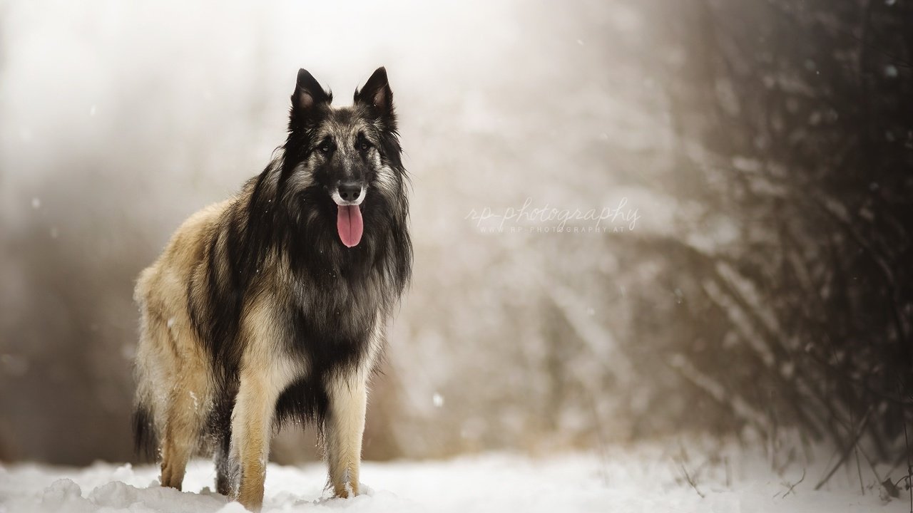 Обои снег, природа, взгляд, собака, друг, овчарка, dackelpuppy, eyko, snow, nature, look, dog, each, shepherd разрешение 2048x1408 Загрузить