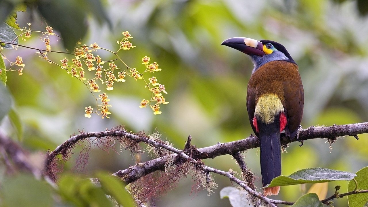 Обои природа, животные, птица, тукан, nature, animals, bird, toucan разрешение 1920x1080 Загрузить