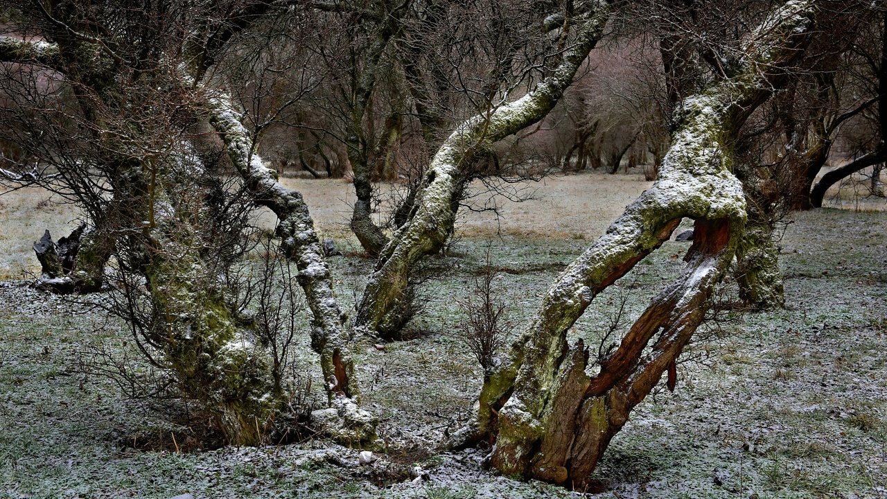 Обои деревья, снег, ветки, trees, snow, branches разрешение 2800x1719 Загрузить