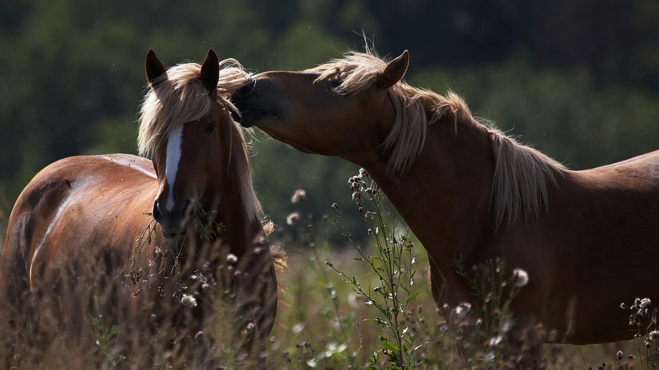 Обои лошадь, природа, животные, лошади, грива, horse, nature, animals, mane разрешение 2560x1372 Загрузить