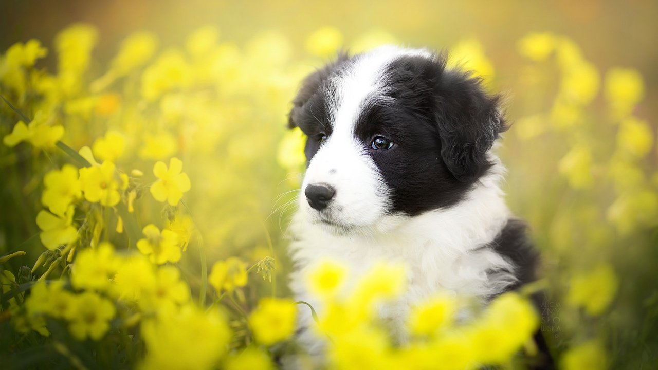 Обои цветы, лето, собака, щенок, бордер-колли, alicja zmysłowska, flowers, summer, dog, puppy, the border collie разрешение 2048x1365 Загрузить