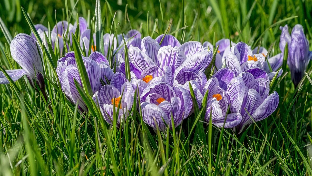 Обои цветы, трава, крокусы, крокус, шафран, flowers, grass, crocuses, krokus, saffron разрешение 2048x1366 Загрузить