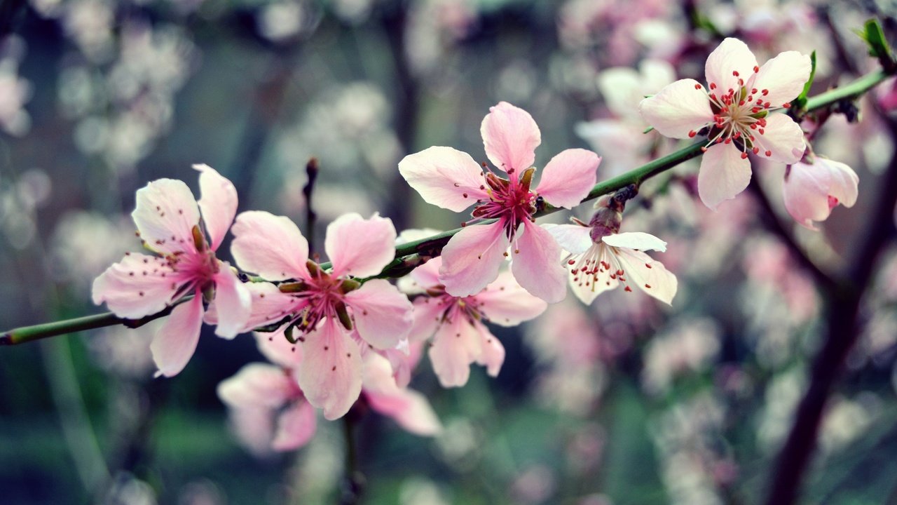 Обои цветы, ветка, дерево, цветение, макро, весна, розовый, вишня, flowers, branch, tree, flowering, macro, spring, pink, cherry разрешение 2449x1632 Загрузить