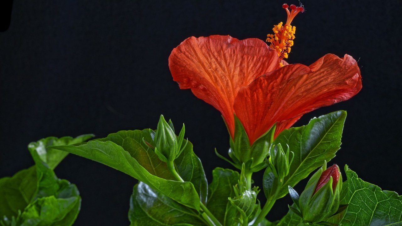 Обои листья, макро, цветок, красный, черный фон, гибискус, leaves, macro, flower, red, black background, hibiscus разрешение 2048x1367 Загрузить