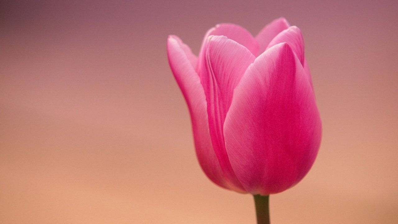 Обои макро, цветок, лепестки, тюльпан, macro, flower, petals, tulip разрешение 1920x1200 Загрузить