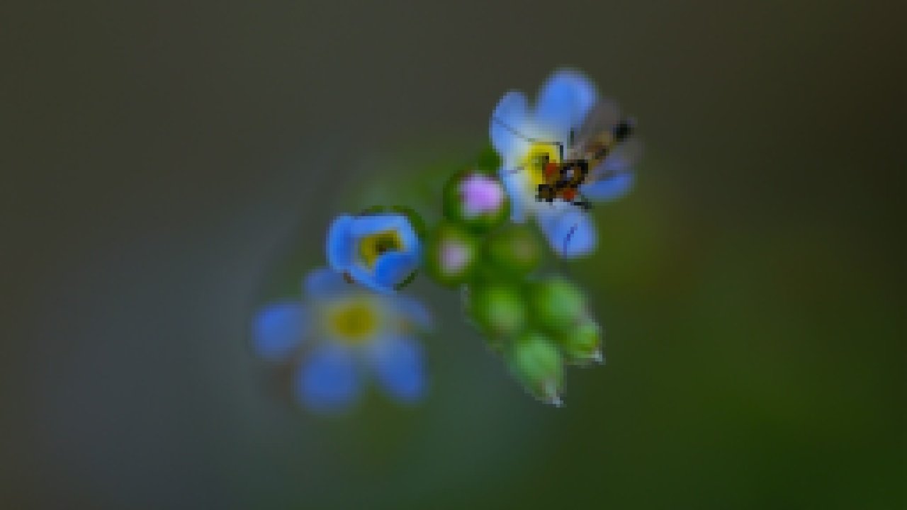 Обои природа, насекомое, фон, цветок, лепестки, незабудка, nature, insect, background, flower, petals, forget-me-not разрешение 2048x1361 Загрузить