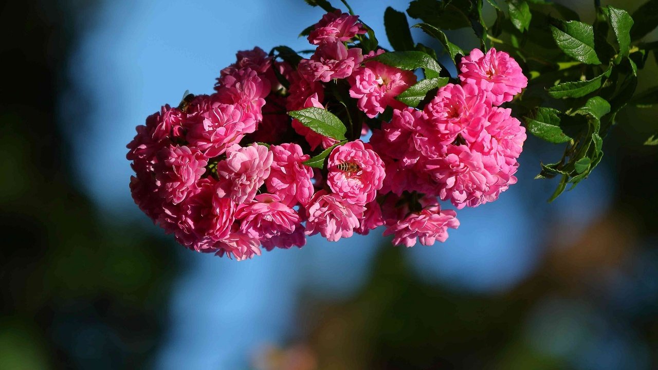 Обои цветы, ветка, макро, шиповник, цветки, flowers, branch, macro, briar разрешение 2048x1489 Загрузить