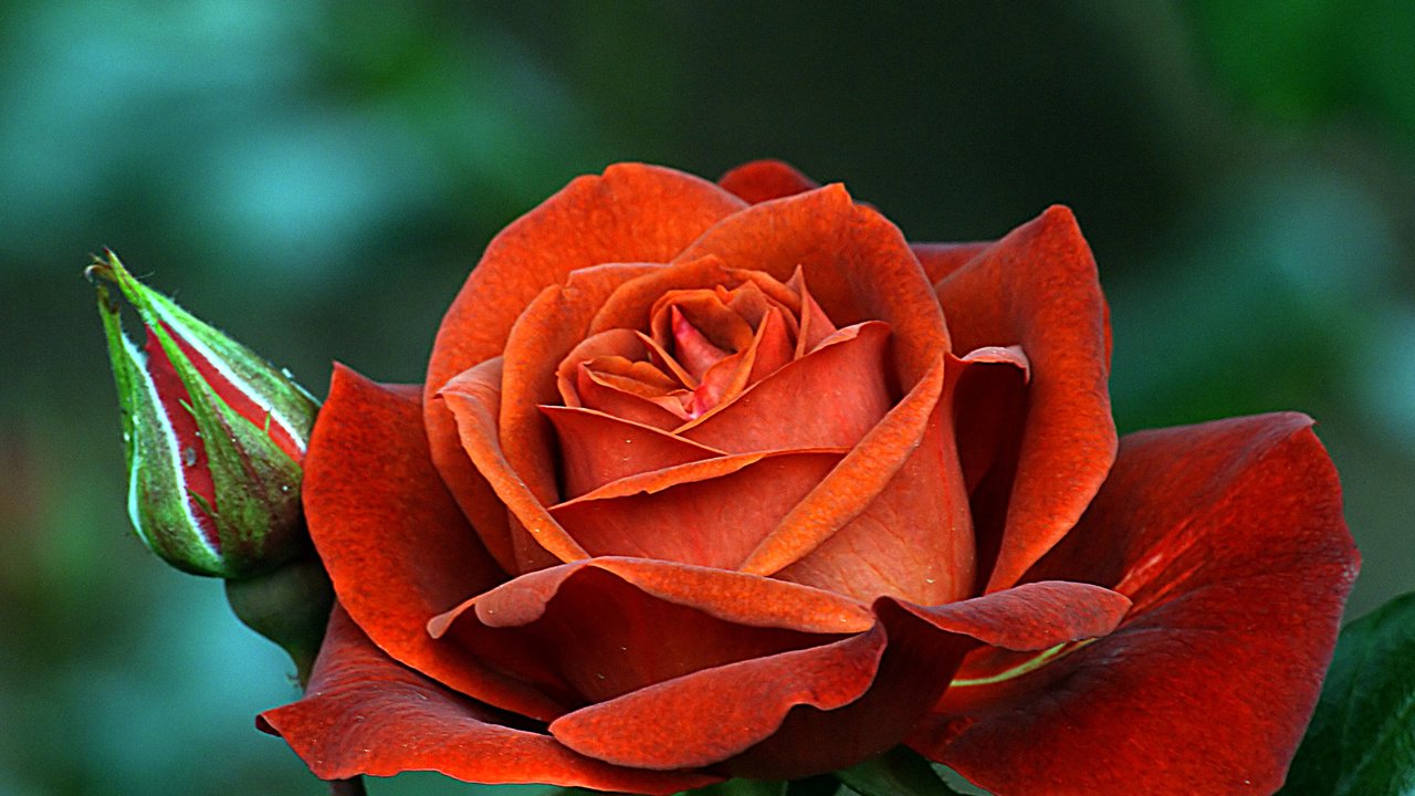Обои цветы, роза, лепестки, бутон, flowers, rose, petals, bud разрешение 2400x1708 Загрузить
