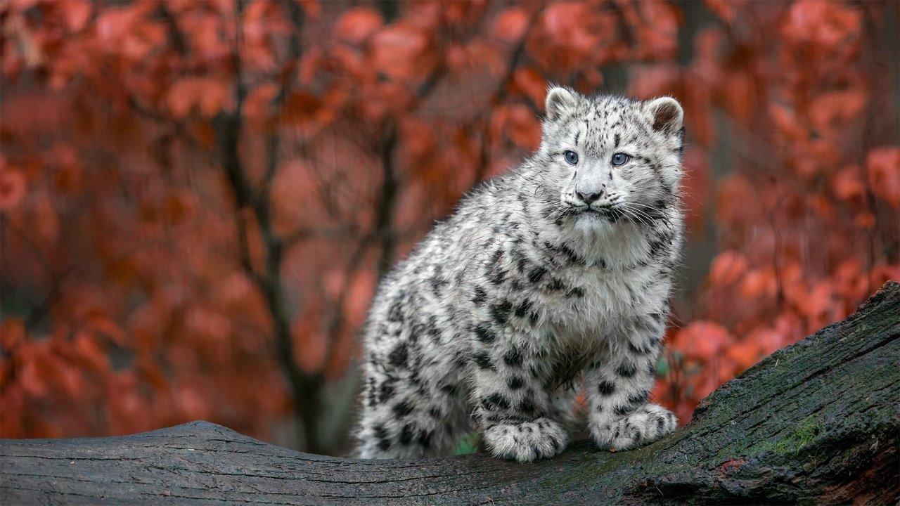 Обои осень, хищник, большая кошка, снежный барс, ирбис, детеныш, autumn, predator, big cat, snow leopard, irbis, cub разрешение 2048x1152 Загрузить