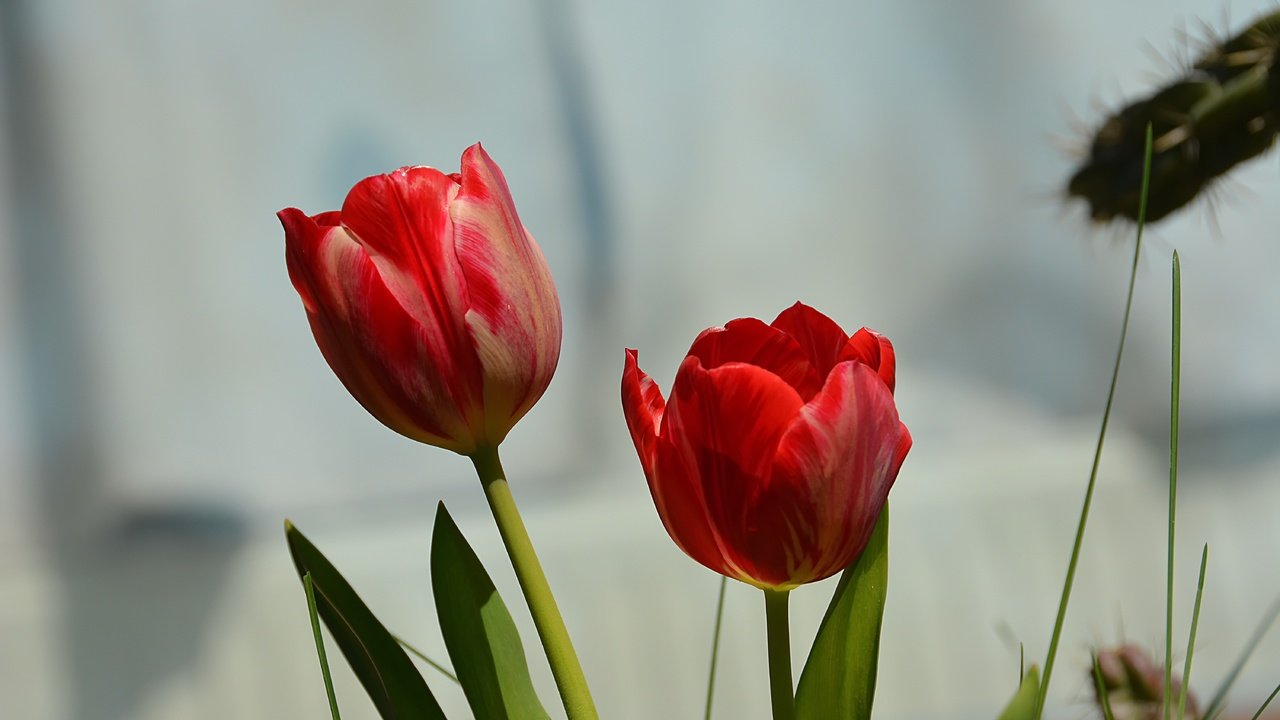 Обои цветы, красные, весна, тюльпаны, flowers, red, spring, tulips разрешение 6000x4000 Загрузить