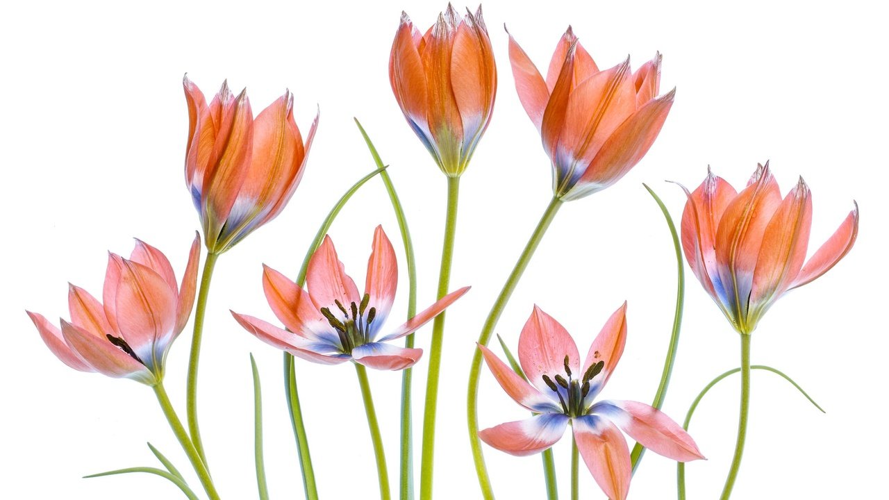 Обои цветы, лепестки, тюльпаны, белый фон, flowers, petals, tulips, white background разрешение 2048x1365 Загрузить