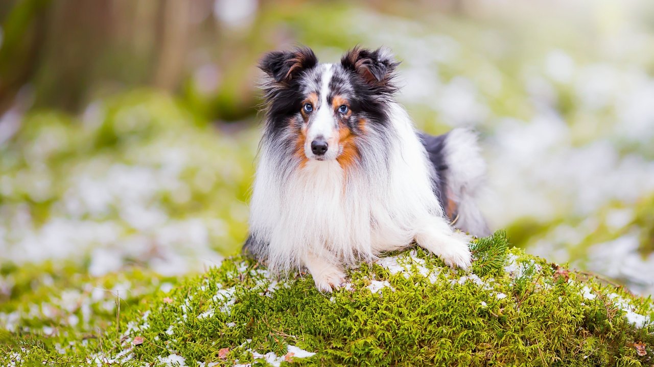 Обои портрет, взгляд, собака, боке, шелти, шетландская овчарка, portrait, look, dog, bokeh, sheltie, shetland sheepdog разрешение 4903x3269 Загрузить