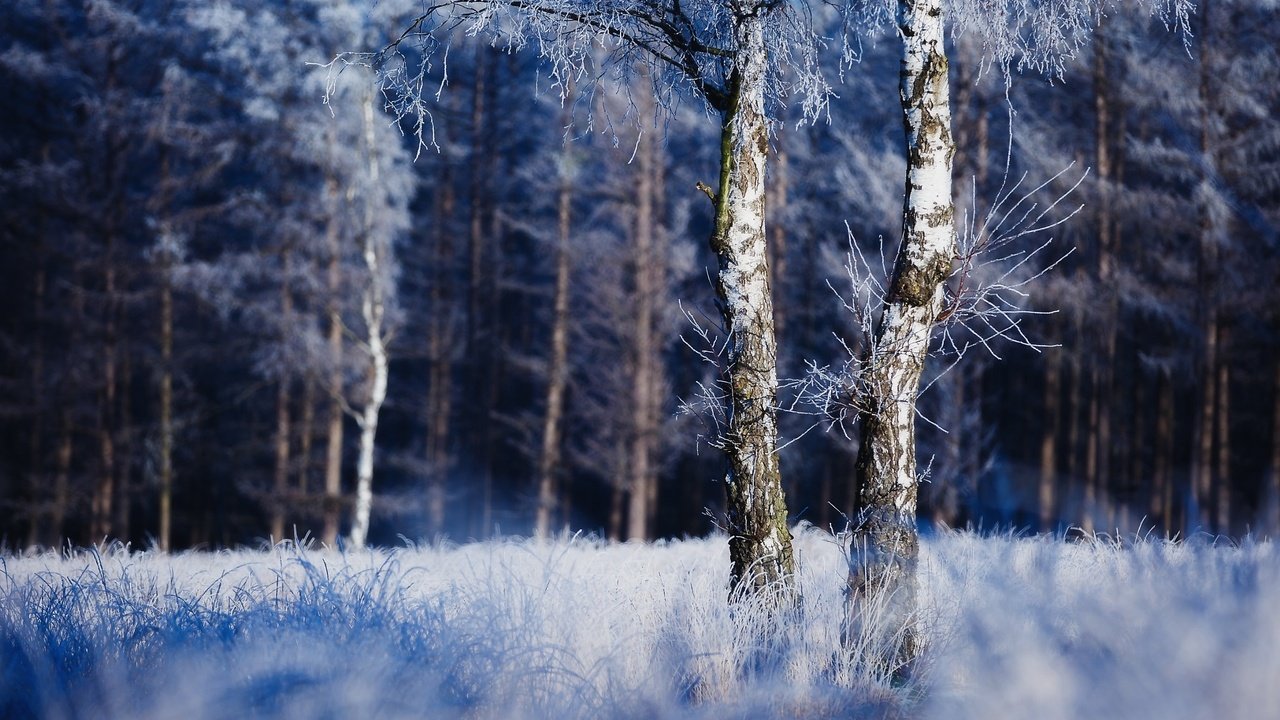 Обои природа, дерево, лес, зима, иней, nature, tree, forest, winter, frost разрешение 2048x1642 Загрузить