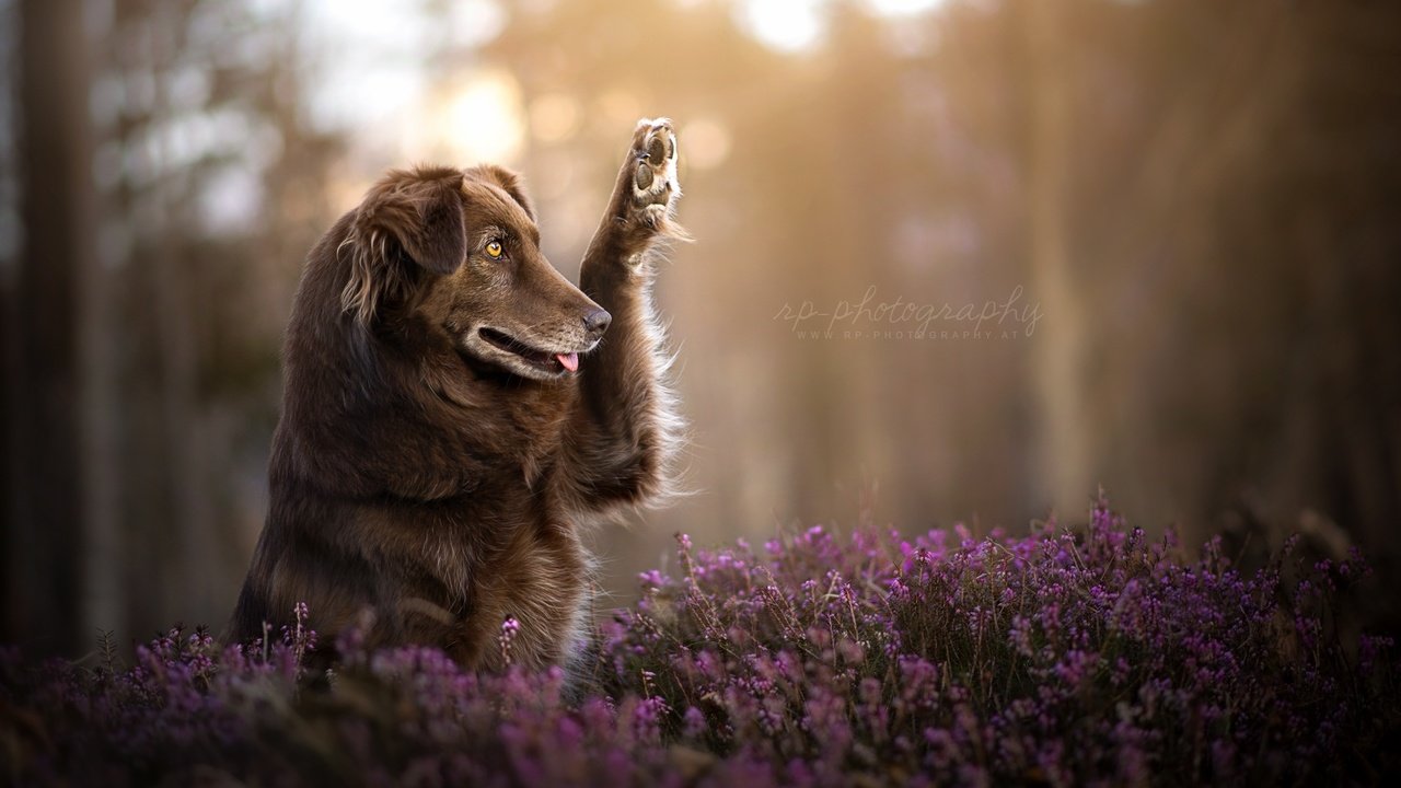 Обои цветы, природа, собака, друг, лапа, финн, dackelpuppy, flowers, nature, dog, each, paw, finn разрешение 2048x1278 Загрузить