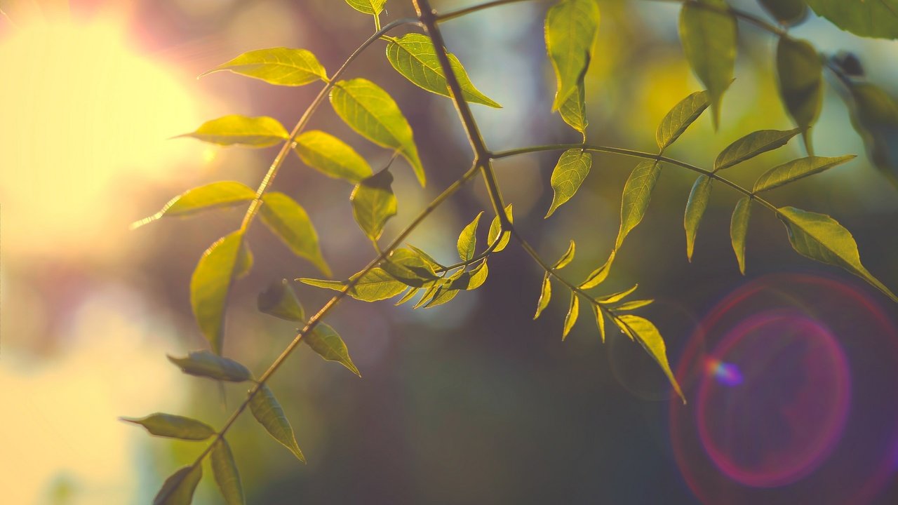 Обои ветка, природа, дерево, листья, фон, лучи света, branch, nature, tree, leaves, background, rays of light разрешение 2048x1356 Загрузить