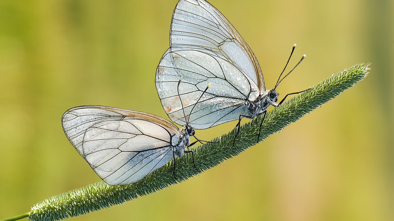 Обои трава, природа, фон, насекомые, пара, бабочки, davide lopresti, боярышница, grass, nature, background, insects, pair, butterfly, the aporia crataegi разрешение 2000x1333 Загрузить