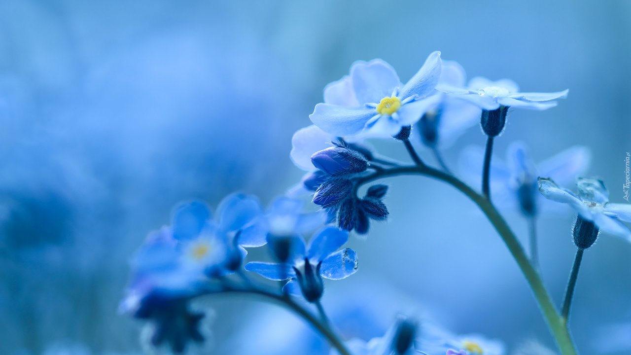 Обои цветы, природа, фон, голубые, незабудка, flowers, nature, background, blue, forget-me-not разрешение 2048x1365 Загрузить