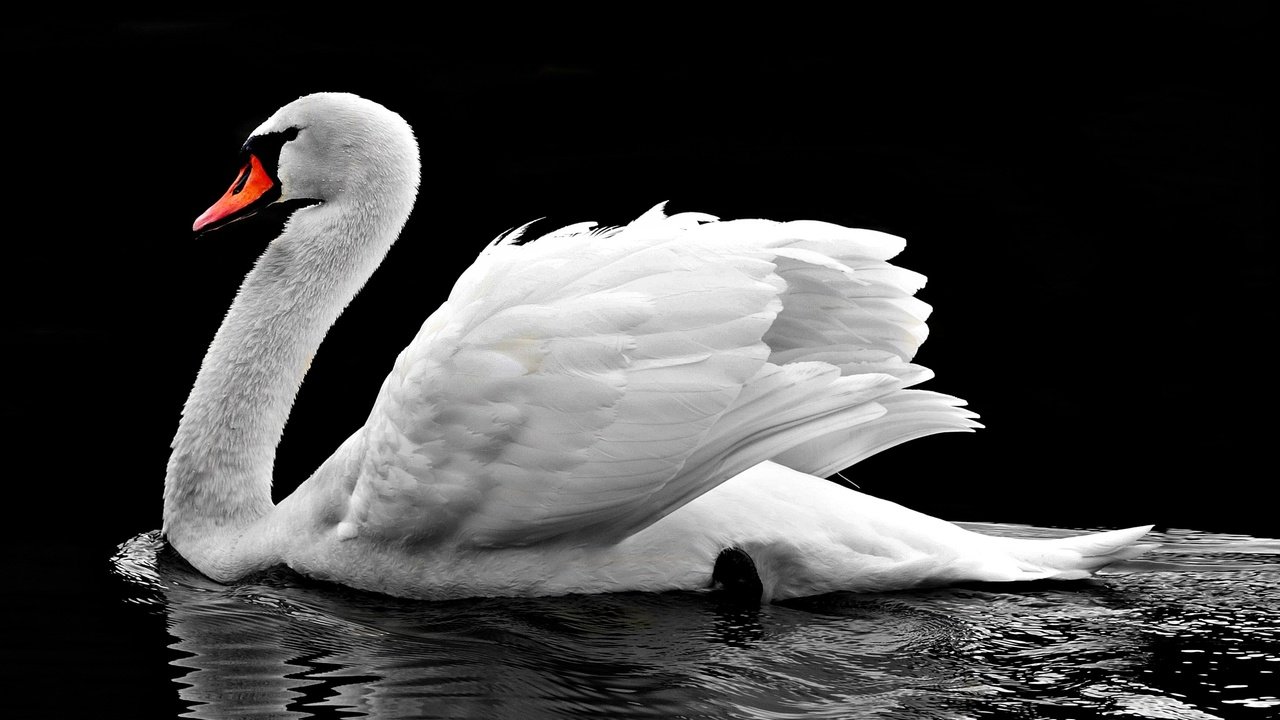 Обои вода, отражение, птица, клюв, черный фон, перья, лебедь, water, reflection, bird, beak, black background, feathers, swan разрешение 4000x2289 Загрузить