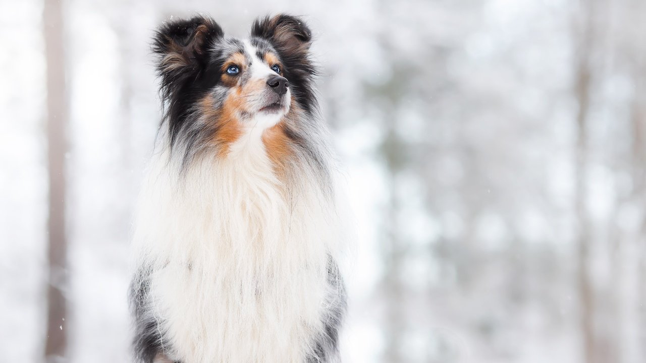 Обои снег, фон, собака, боке, snow, background, dog, bokeh разрешение 4170x2780 Загрузить