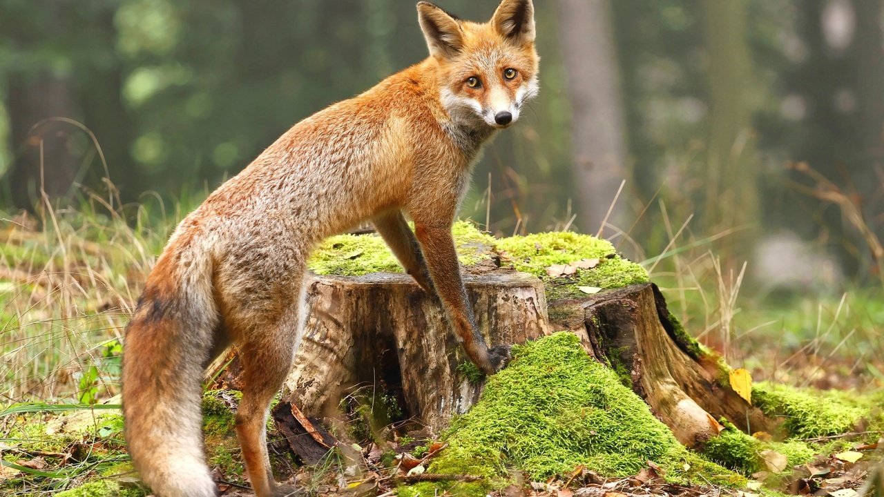 Обои взгляд, лиса, мох, лисица, животное, пень, look, fox, moss, animal, stump разрешение 2880x1800 Загрузить