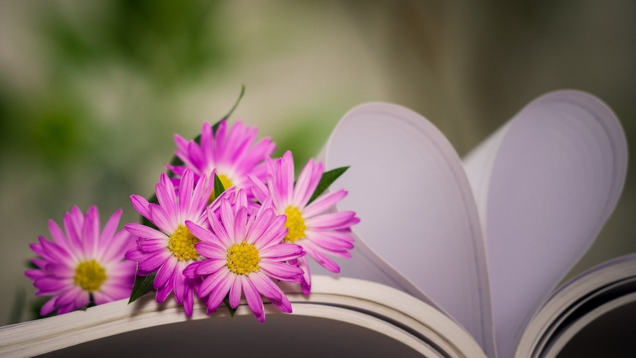 Обои цветы, сердце, книга, хризантемы, боке, страницы, flowers, heart, book, chrysanthemum, bokeh, page разрешение 2048x1362 Загрузить
