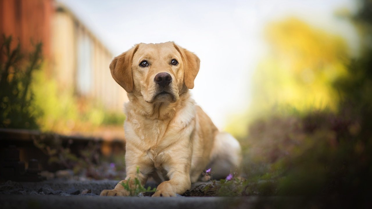 Обои мордочка, взгляд, собака, лабрадор, боке, ретривер, amazing dogs, mumble, лабрадор ретривер, muzzle, look, dog, labrador, bokeh, retriever, labrador retriever разрешение 2048x1211 Загрузить