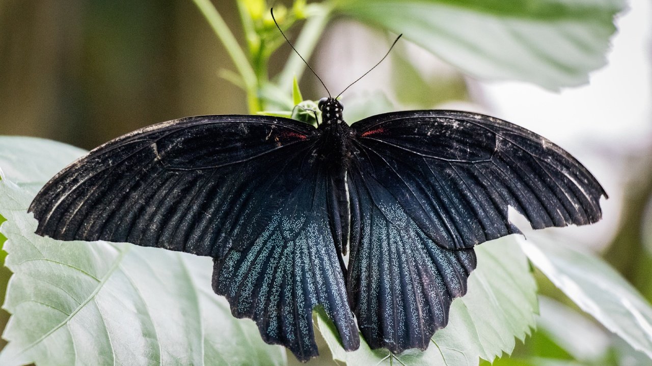 Обои природа, листья, насекомое, бабочка, крылья, nature, leaves, insect, butterfly, wings разрешение 6000x4000 Загрузить