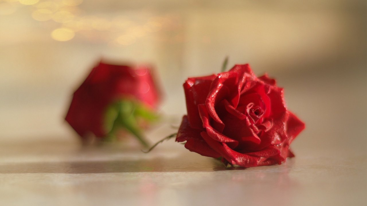 Обои цветы, макро, роза, лепестки, бутон, красная роза, боке, flowers, macro, rose, petals, bud, red rose, bokeh разрешение 1920x1200 Загрузить