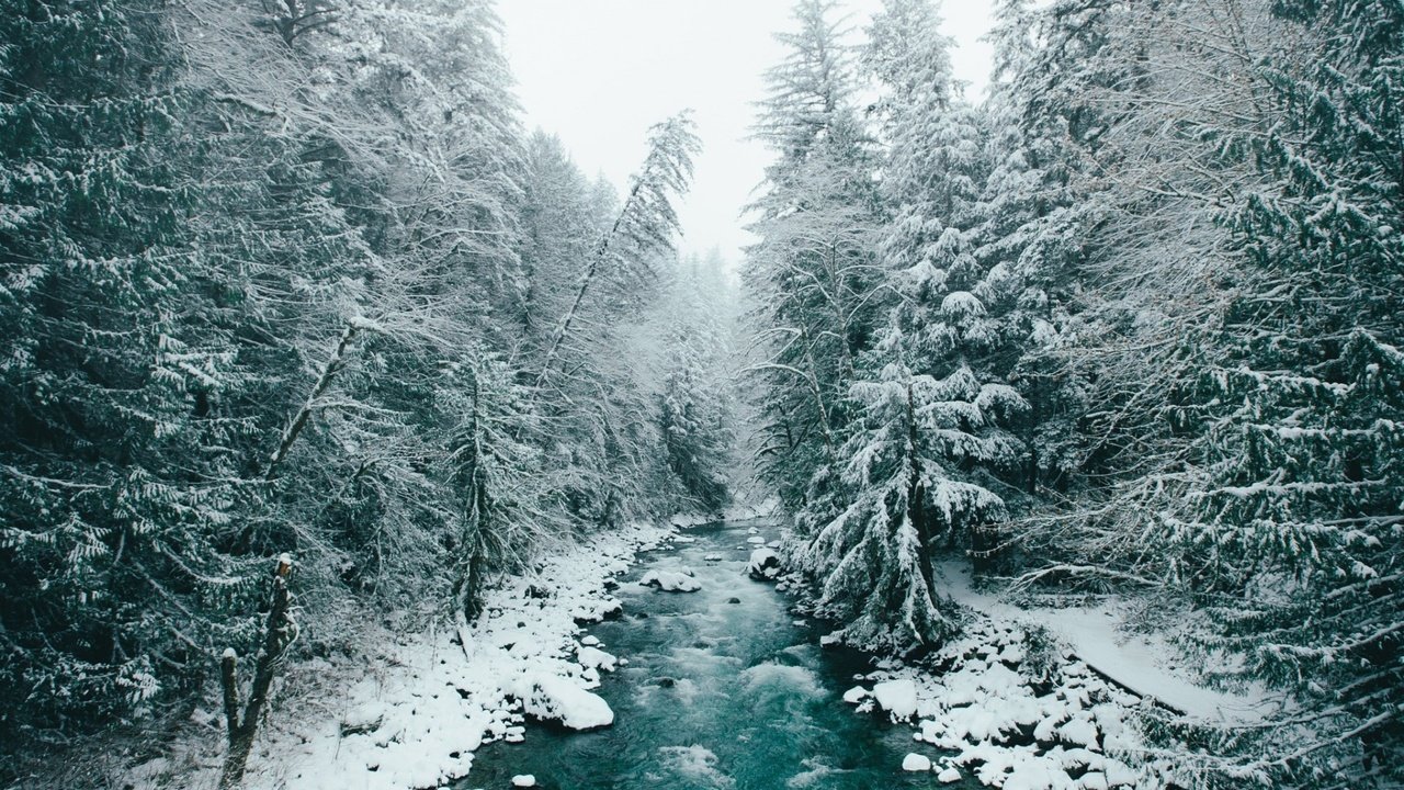 Обои деревья, река, снег, природа, лес, зима, trees, river, snow, nature, forest, winter разрешение 1920x1200 Загрузить