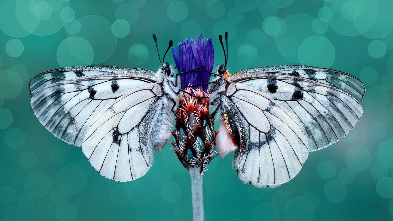 Обои цветок, крылья, насекомые, бабочки, стебель, василек, flower, wings, insects, butterfly, stem, cornflower разрешение 1920x1200 Загрузить