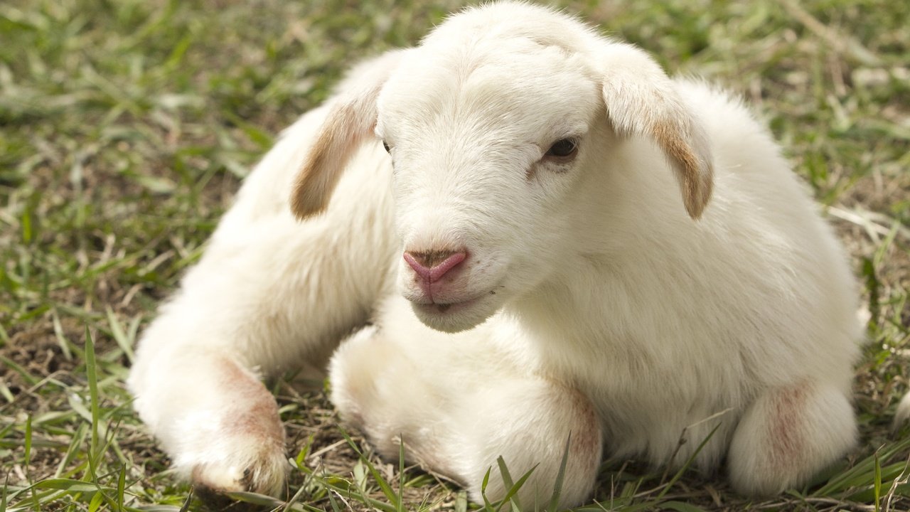 Обои трава, белая, овечка, овца, ягнёнок, grass, white, sheep, lamb разрешение 1920x1279 Загрузить