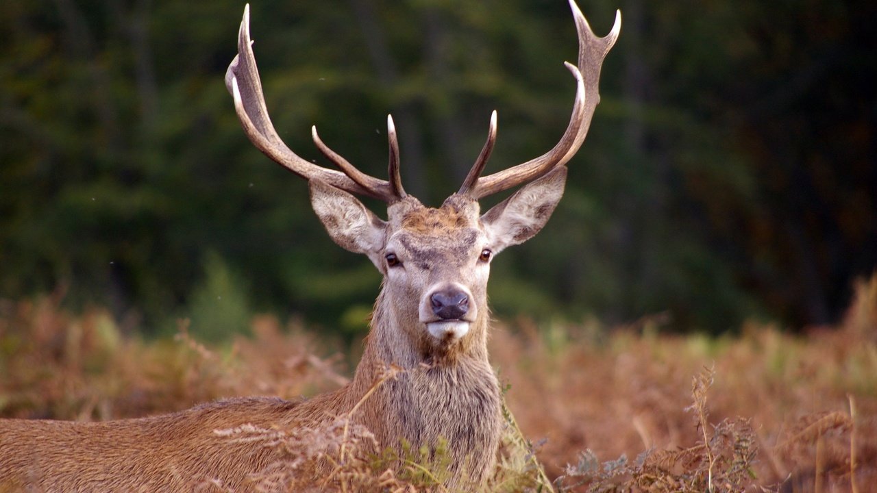 Обои морда, олень, взгляд, рога, сухая трава, благородный олень, face, deer, look, horns, dry grass, red deer разрешение 3008x2000 Загрузить