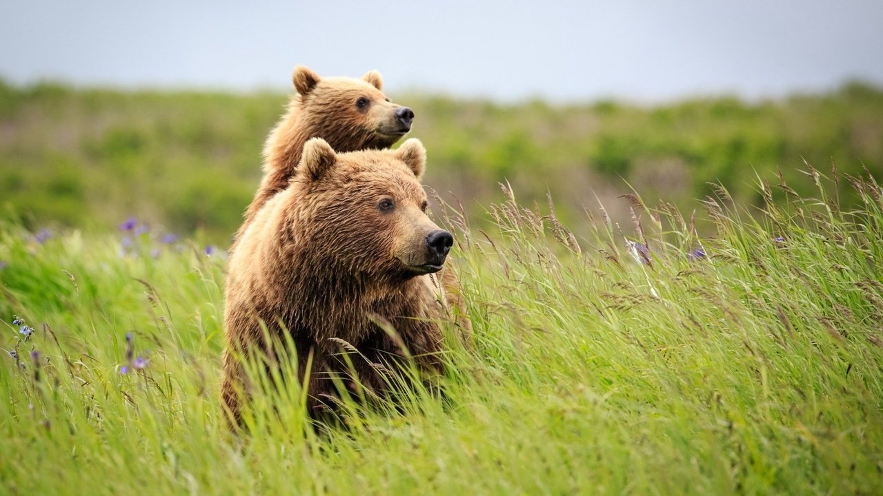 Обои трава, природа, лето, медведь, полевые цветы, медведи, grass, nature, summer, bear, wildflowers, bears разрешение 1920x1200 Загрузить