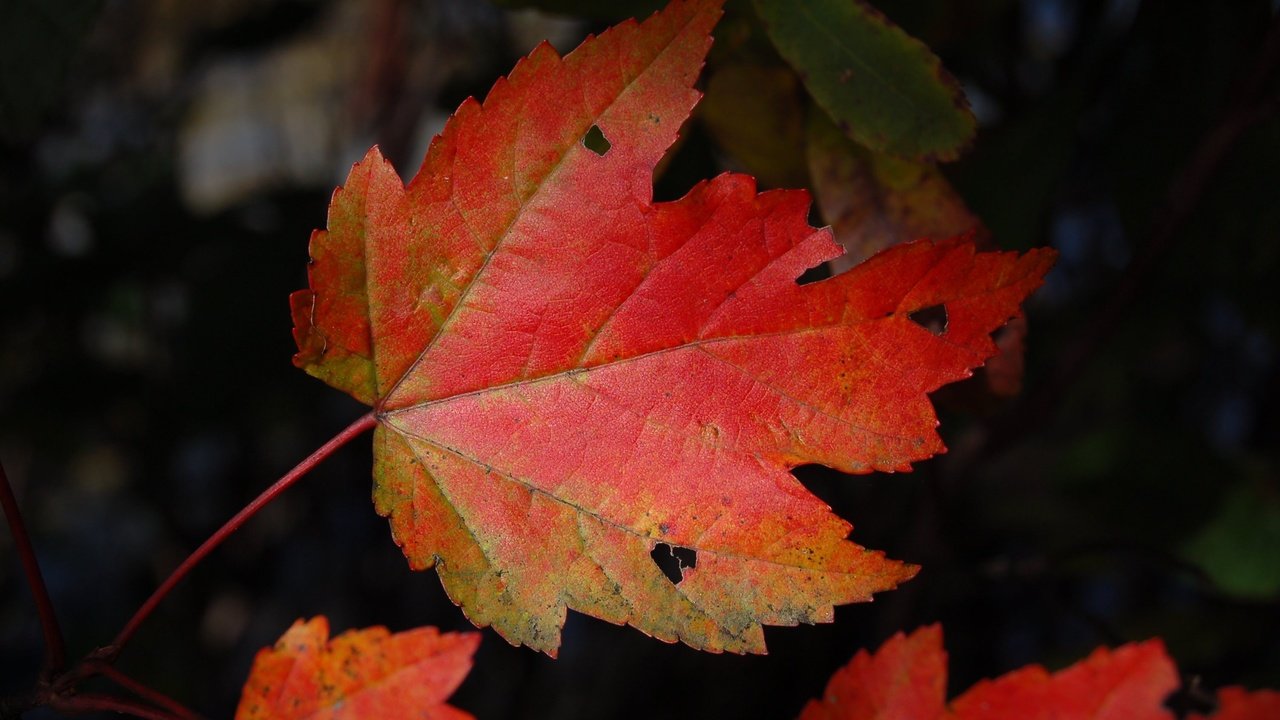 Обои природа, темный фон, кленовый лист, осенние листья, nature, the dark background, maple leaf, autumn leaves разрешение 3008x2000 Загрузить