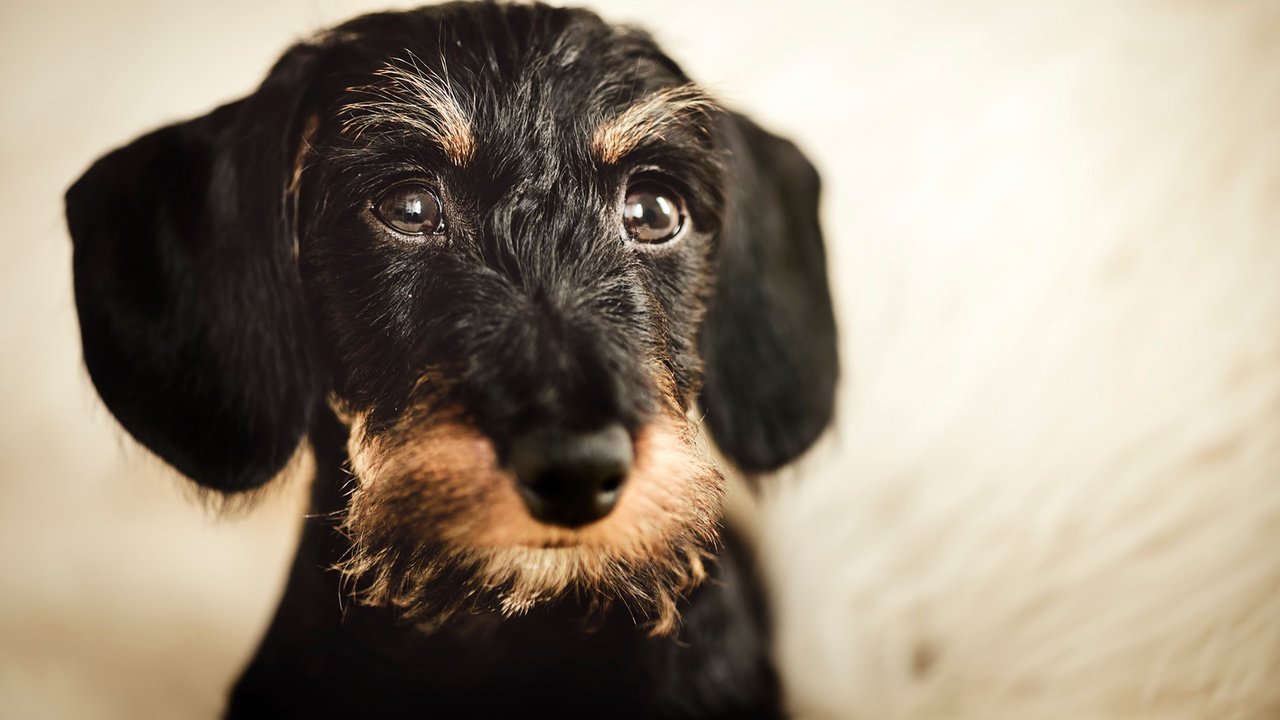 Обои мордочка, взгляд, собака, такса, жесткошерстная такса, muzzle, look, dog, dachshund, wire-haired dachshund разрешение 1920x1200 Загрузить