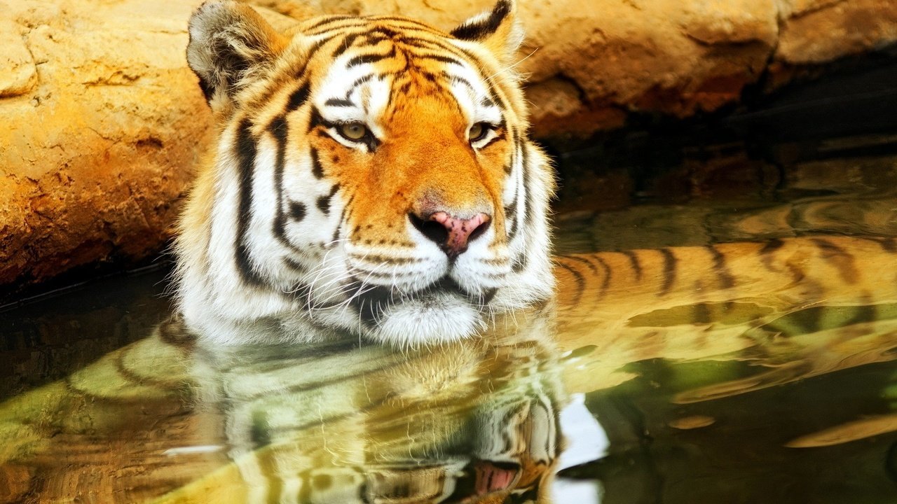 Обои тигр, морда, вода, усы, кошка, взгляд, хищник, tiger, face, water, mustache, cat, look, predator разрешение 1920x1200 Загрузить