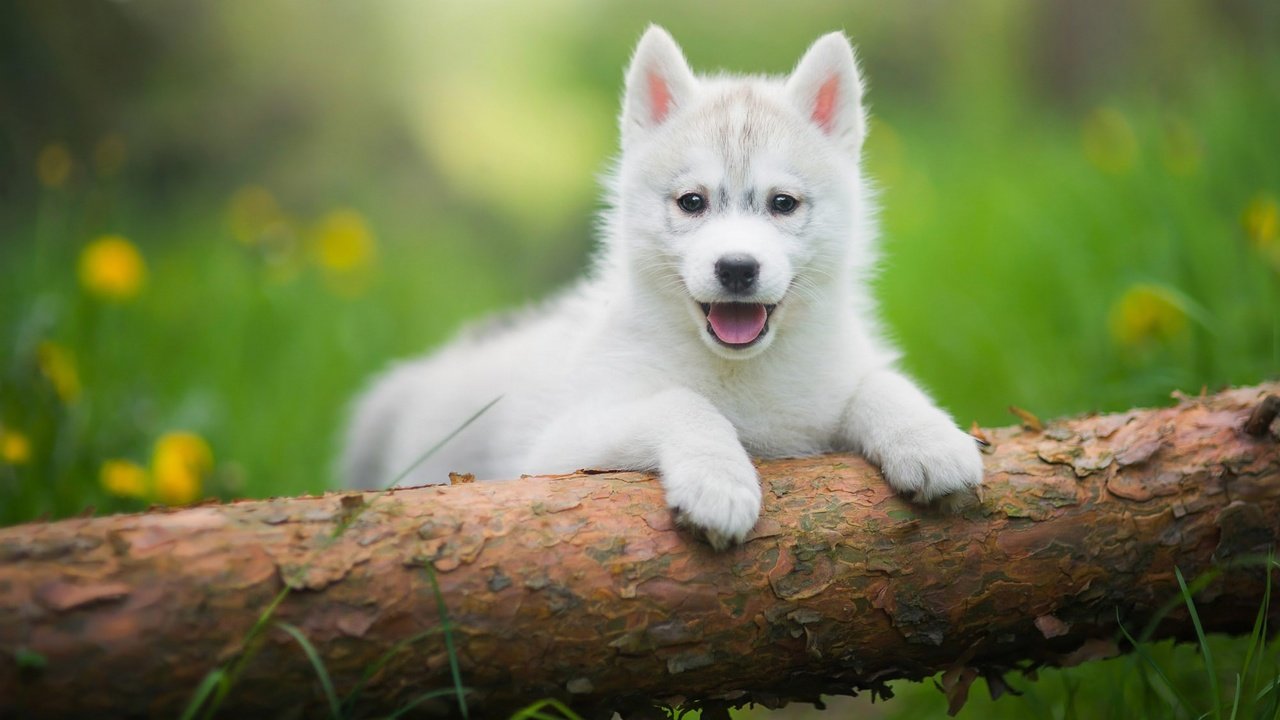 Обои трава, дерево, зелень, щенок, хаски, язык, бревно, лужайка, grass, tree, greens, puppy, husky, language, log, lawn разрешение 2048x1152 Загрузить