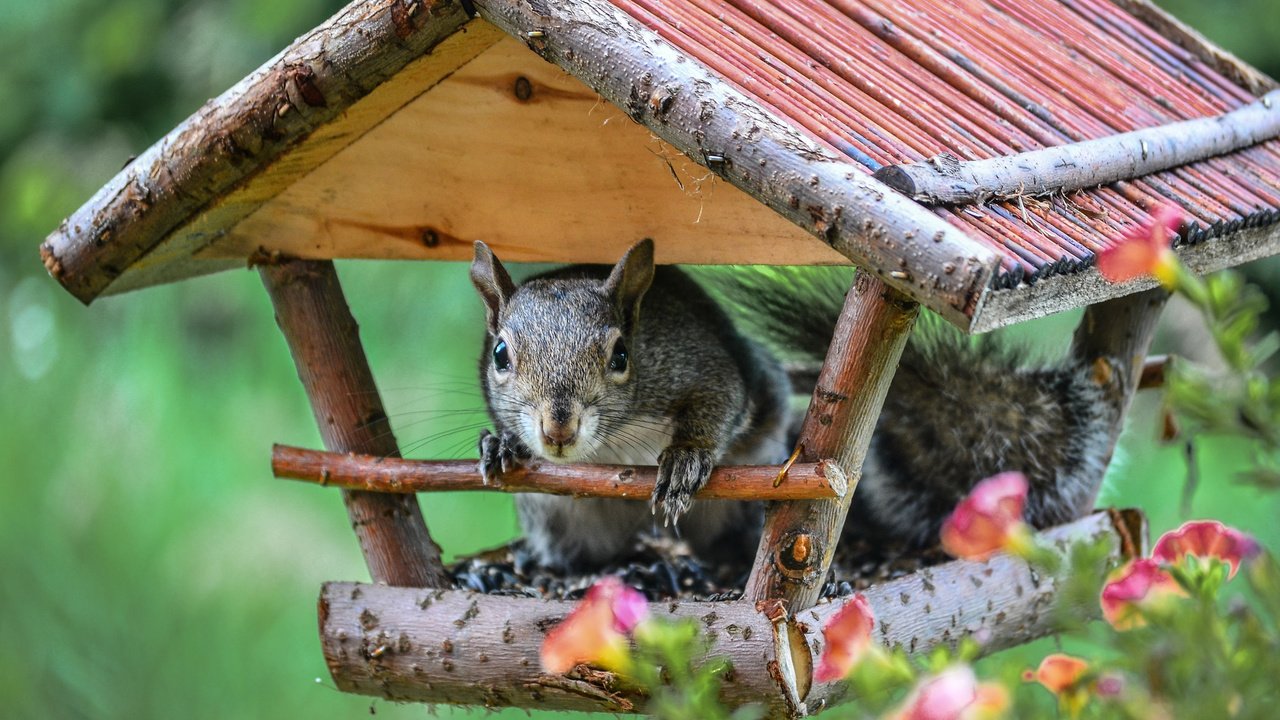 Обои цветы, домик, белка, белочка, кормушка, flowers, house, protein, squirrel, feeder разрешение 2048x1356 Загрузить