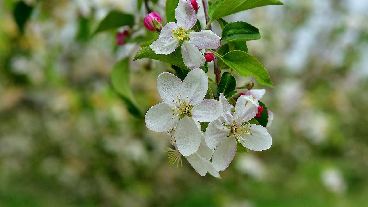 Обои ветка, дерево, цветение, весна, яблоня, branch, tree, flowering, spring, apple разрешение 2048x1372 Загрузить