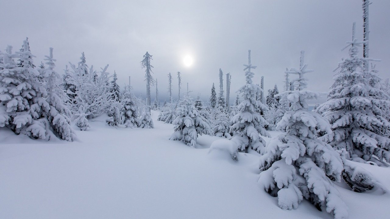 Обои солнце, снег, природа, лес, зима, елки, дымка, the sun, snow, nature, forest, winter, tree, haze разрешение 1920x1200 Загрузить