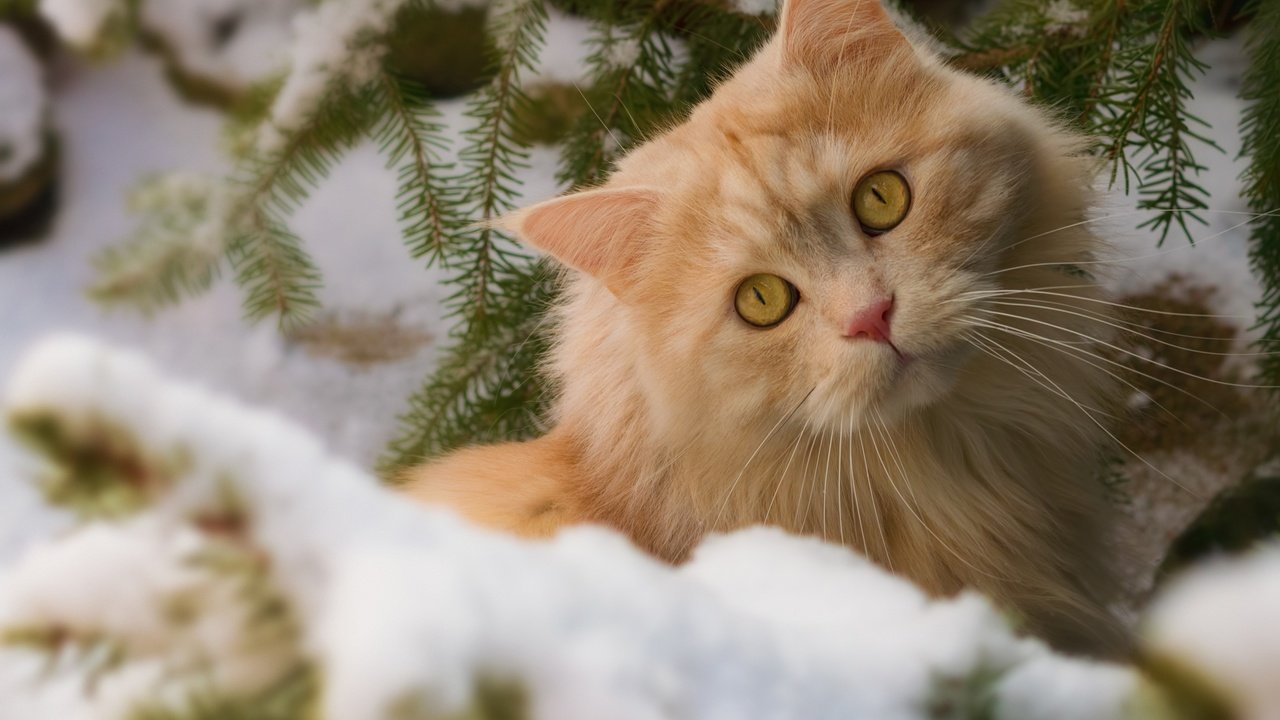 Обои глаза, снег, природа, зима, кот, усы, кошка, взгляд, рыжий, red, eyes, snow, nature, winter, cat, mustache, look разрешение 2880x1800 Загрузить