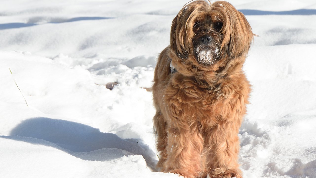 Обои снег, зима, мордочка, взгляд, собака, тибетский терьер, snow, winter, muzzle, look, dog, the tibetan terrier разрешение 2880x1800 Загрузить