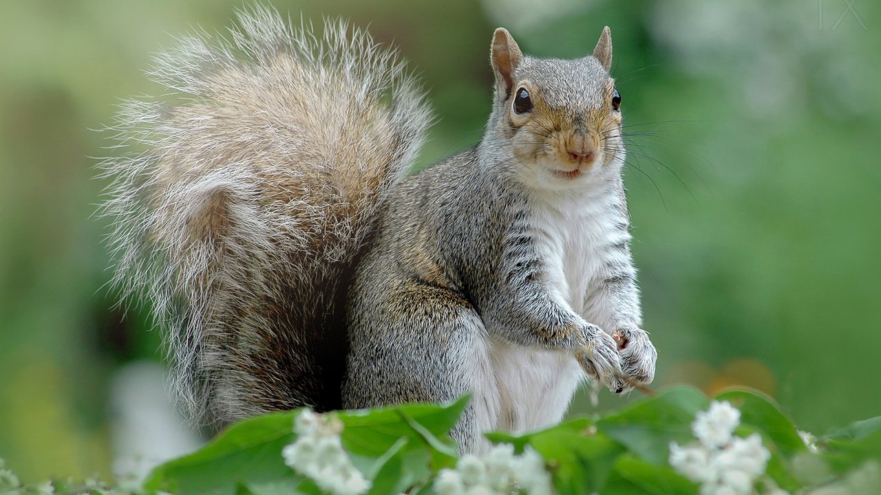 Обои природа, фон, цвет, белка, хвост, хвостик, белочка, грызун, nature, background, color, protein, tail, ponytail, squirrel, rodent разрешение 1920x1200 Загрузить