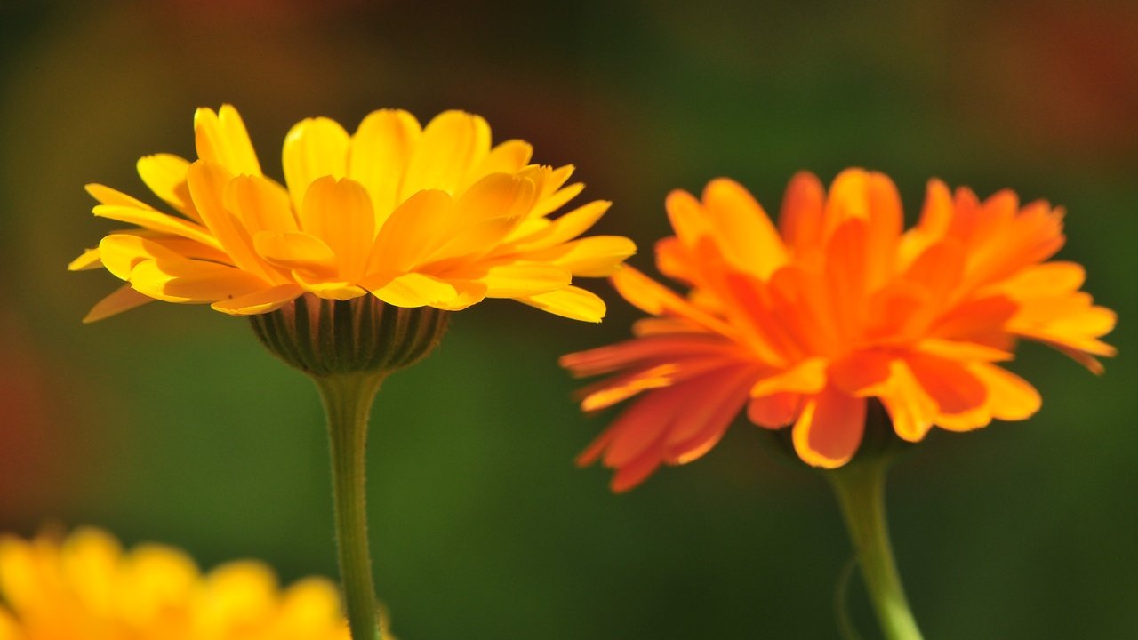 Обои цветы, лепестки, стебли, календула, flowers, petals, stems, calendula разрешение 4288x2848 Загрузить