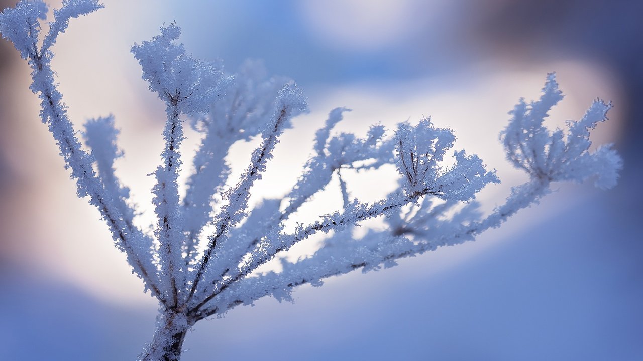 Обои снег, природа, зима, макро, иней, растение, snow, nature, winter, macro, frost, plant разрешение 1920x1200 Загрузить