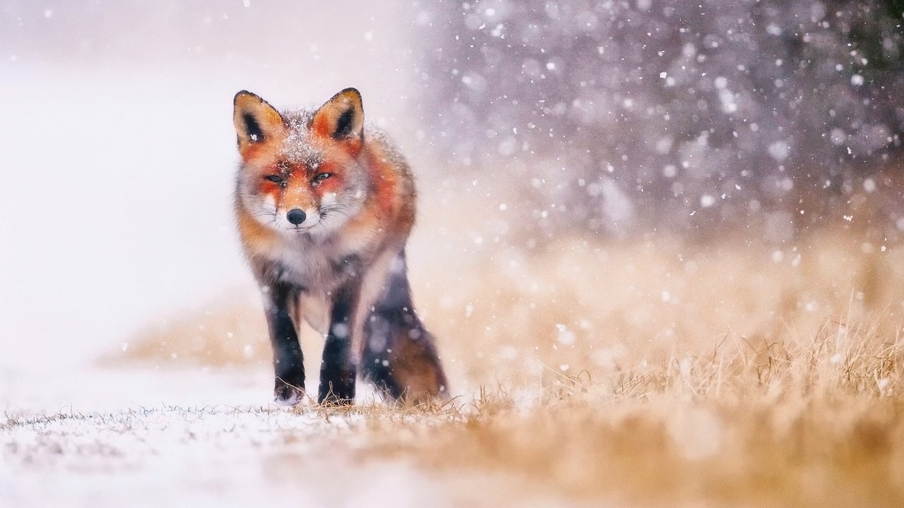 Обои трава, снег, зима, животные, лиса, лисица, хвост, grass, snow, winter, animals, fox, tail разрешение 2048x1366 Загрузить