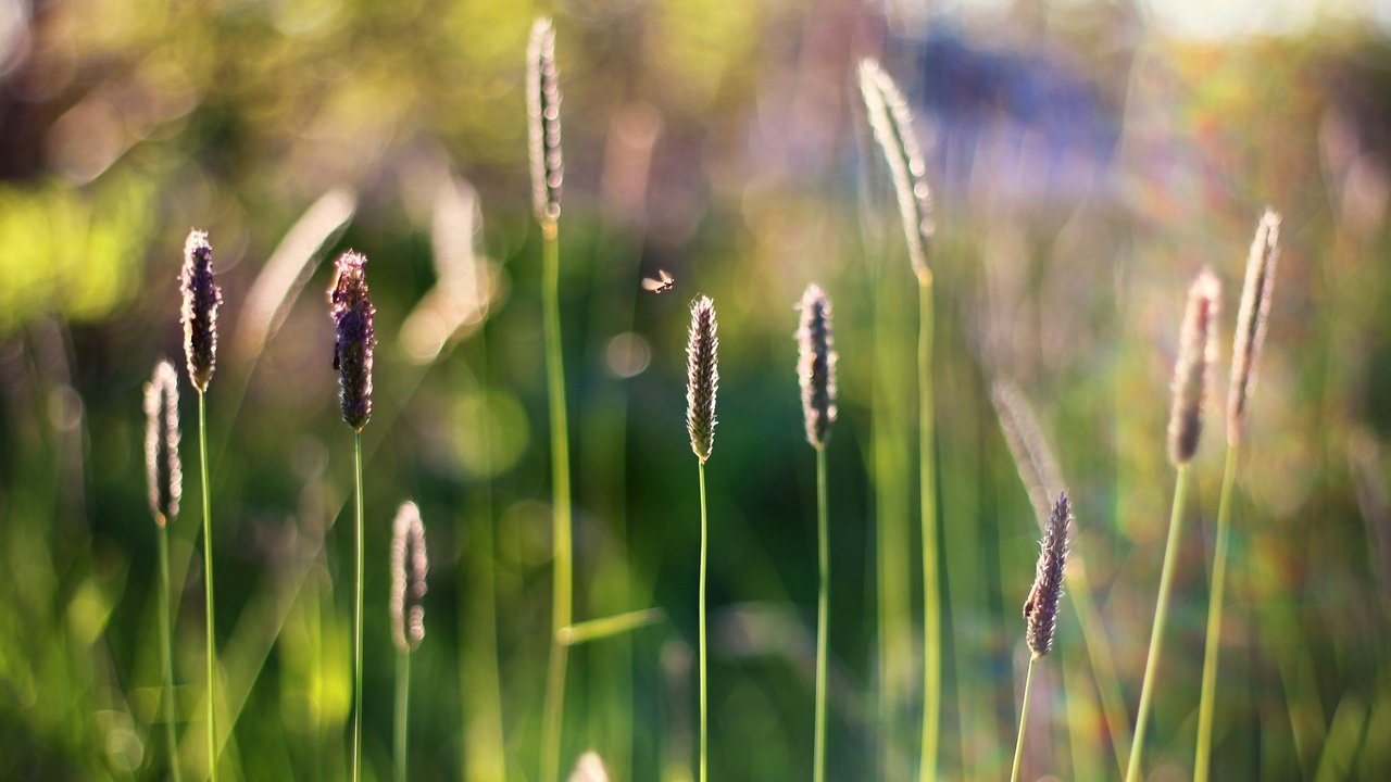 Обои трава, насекомое, размытость, стебли, боке, grass, insect, blur, stems, bokeh разрешение 3769x2529 Загрузить