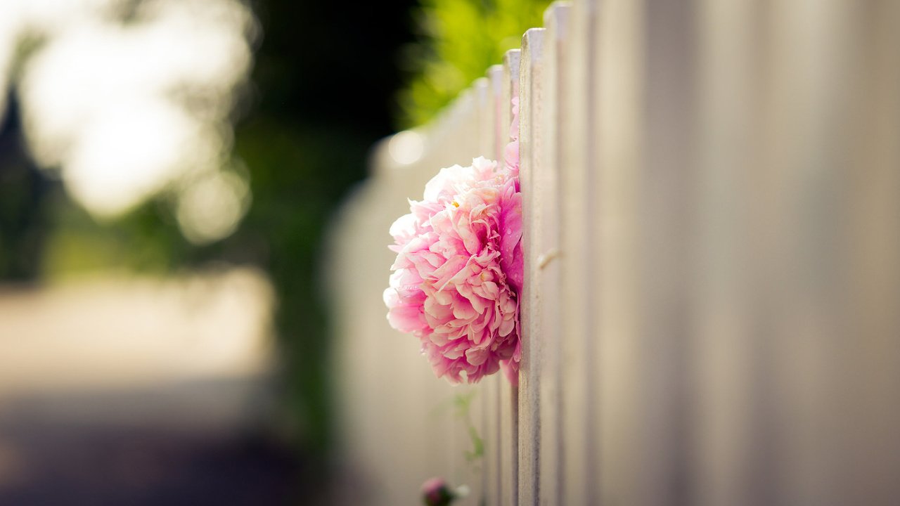 Обои цветок, лепестки, забор, размытость, бутон, розовый, пион, flower, petals, the fence, blur, bud, pink, peony разрешение 1920x1200 Загрузить