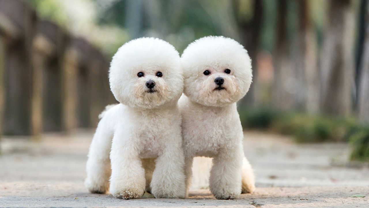 Обои взгляд, пудель, собаки, мордочки, бишон фризе, look, poodle, dogs, faces, bichon frise разрешение 1920x1200 Загрузить